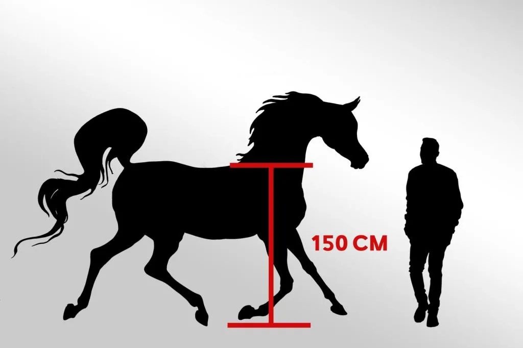 Arabian Horse Bronze Sculpture 12