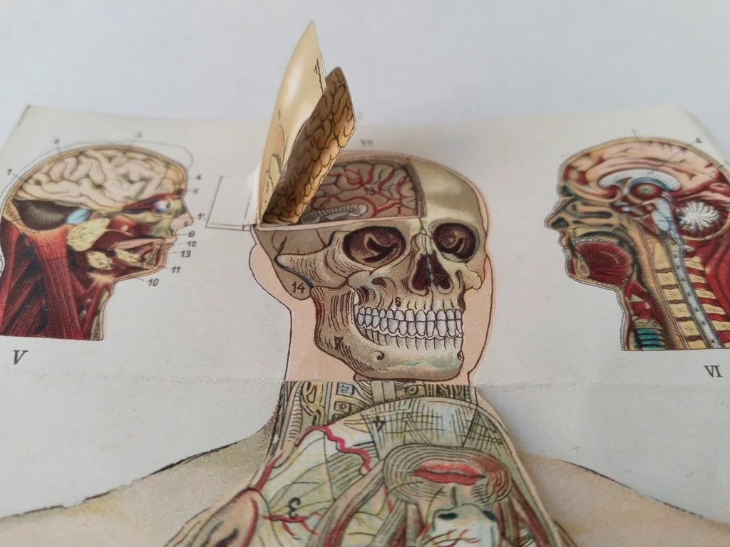 Körper Anatomie Zeichnung Mann Alte Medizinische 6