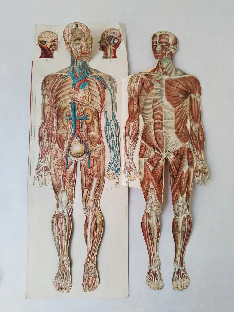Körper Anatomie Zeichnung Mann Alte Medizinische 9