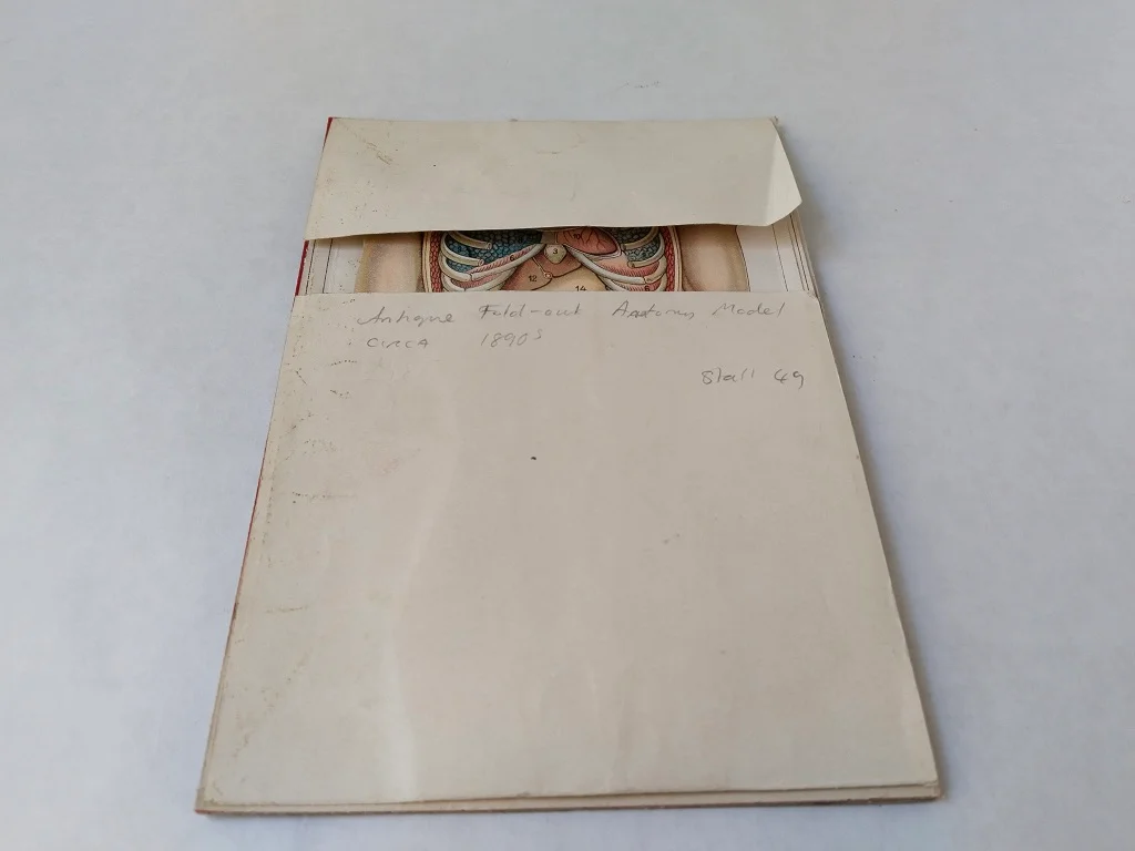 Male Torso Anatomical Model of Human Body Paper Fold Out 18