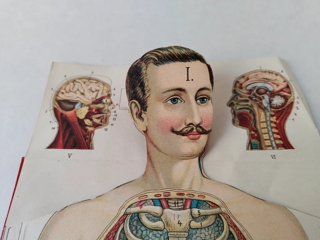 Male Torso Anatomical Model of Human Body Paper Fold Out 3