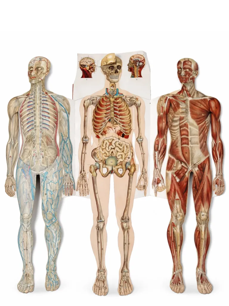Male Torso Anatomical Model of Human Body Paper Fold Out Anatomy Litho Atlas Antique ca 1900