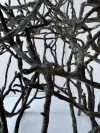 Sculptural Branch Chair for Outdoor Dining 2