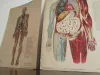 Vintage Human Medical Anatomy Posters 1950s 1