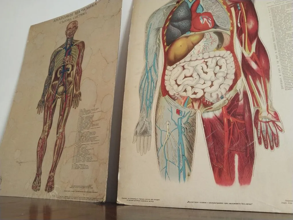 Vintage Human Medical Anatomy Posters 1950s 1