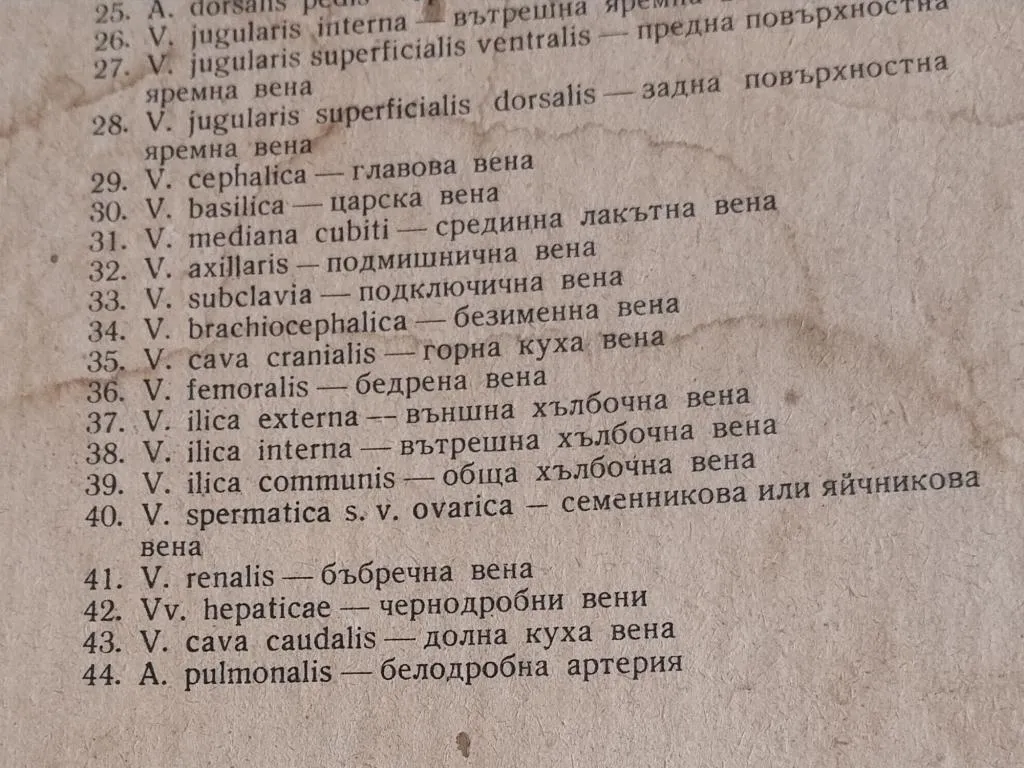 Vintage Human Medical Anatomy Posters 1950s 10