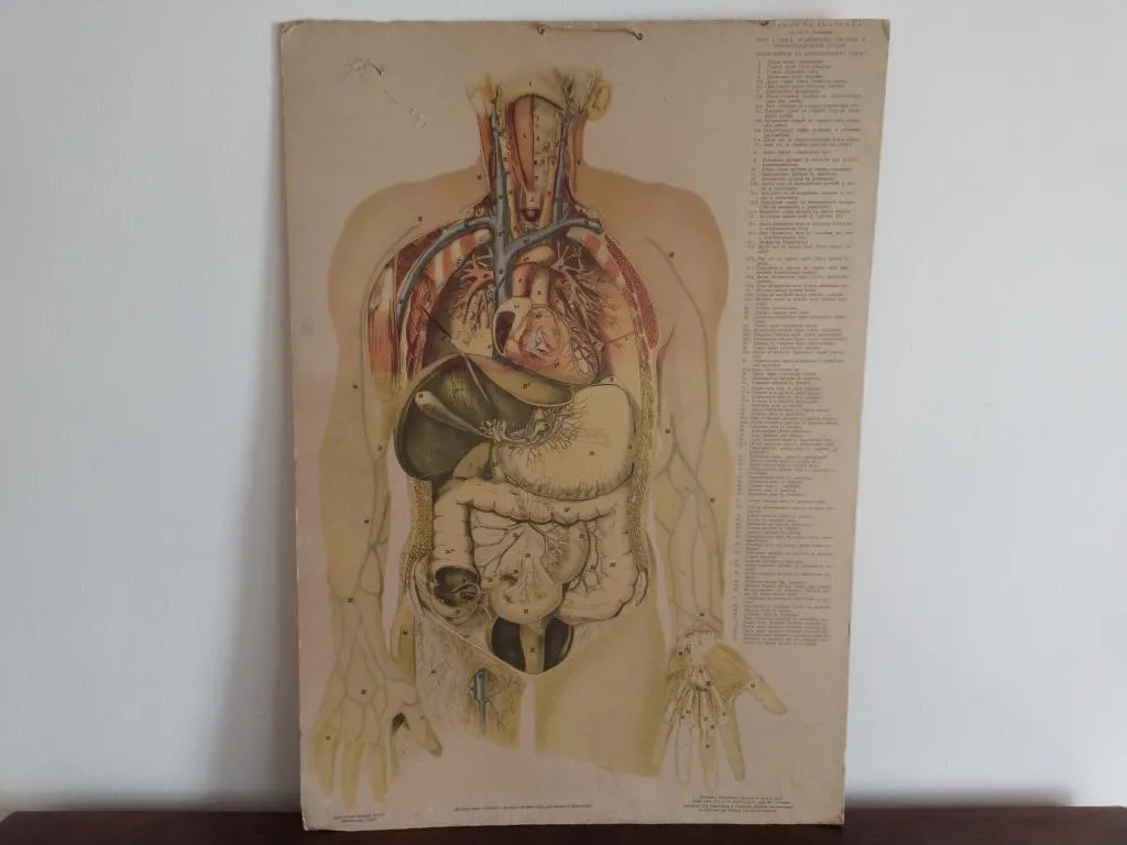 Vintage Human Medical Anatomy Posters 1950s 3