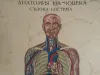 Vintage Human Medical Anatomy Posters 1950s 4