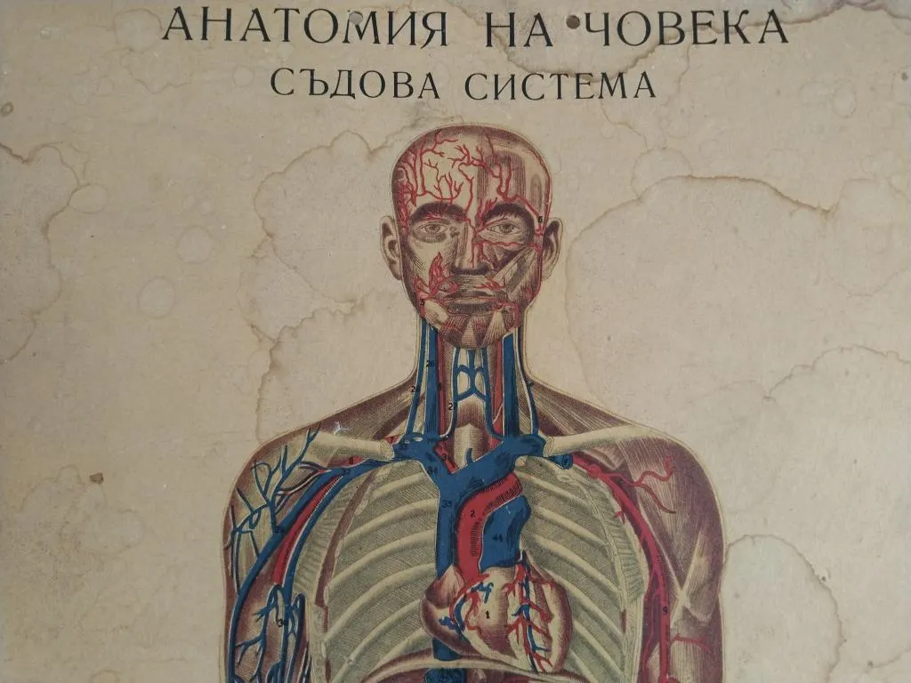 Vintage Human Medical Anatomy Posters 1950s 4