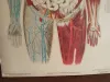 Vintage Human Medical Anatomy Posters 1950s 6