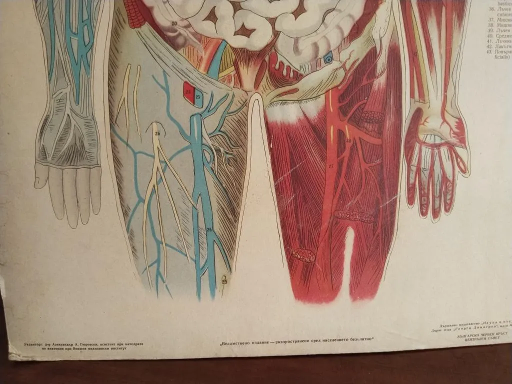 Vintage Human Medical Anatomy Posters 1950s 6