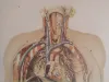 Vintage Human Medical Anatomy Posters 1950s 8