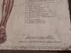 Vintage Medizinische Anatomie-Lernposter 1950er 12