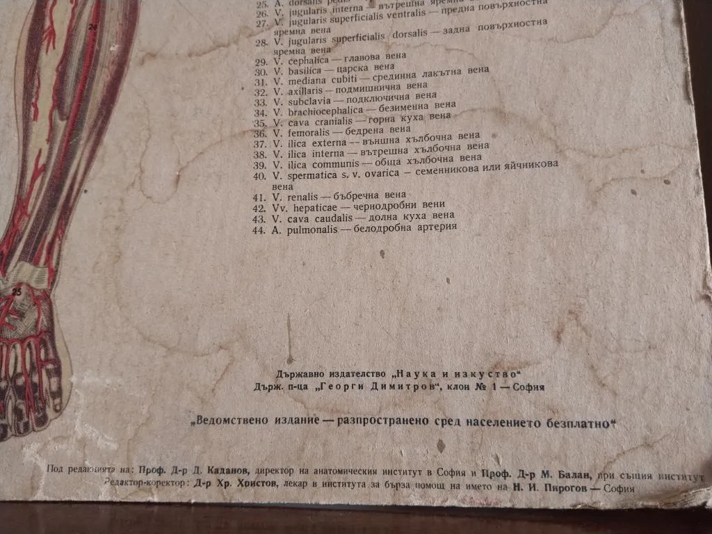 Vintage Medizinische Anatomie-Lernposter 1950er 12