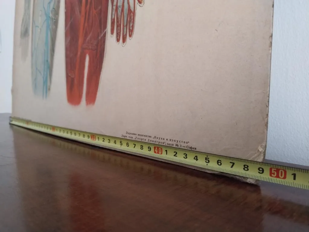 Vintage Medizinische Anatomie-Lernposter 1950er 16