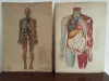 Vintage Medizinische Anatomie-Lernposter 1950er 2
