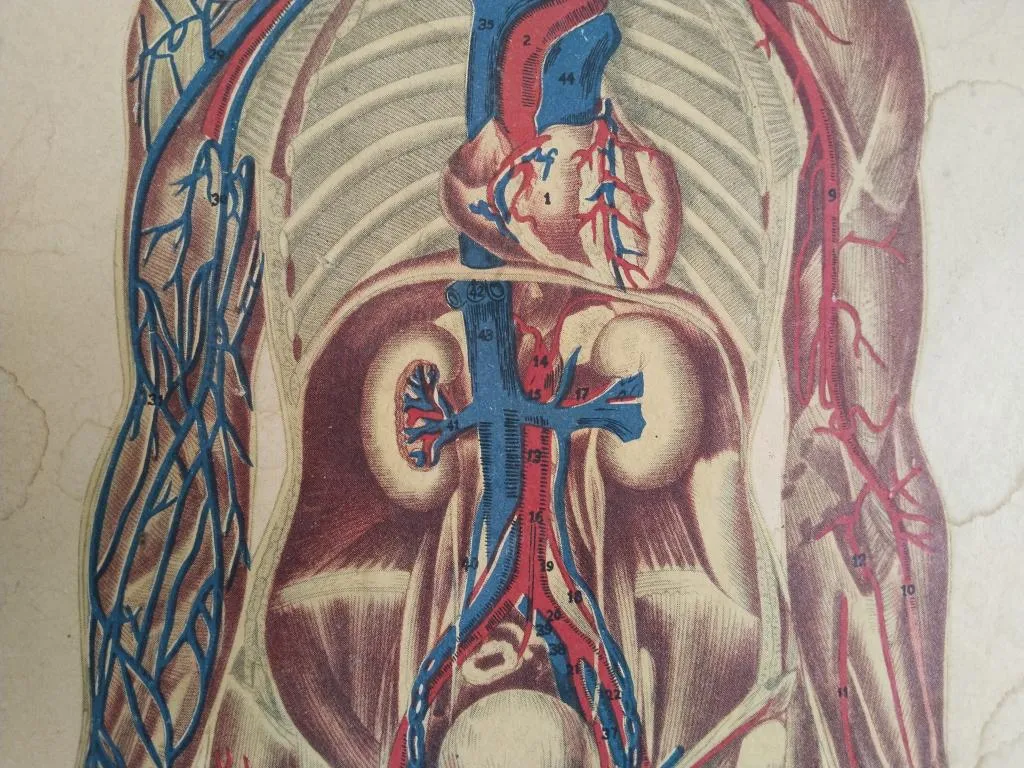 Vintage Medizinische Anatomie-Lernposter 1950er 7
