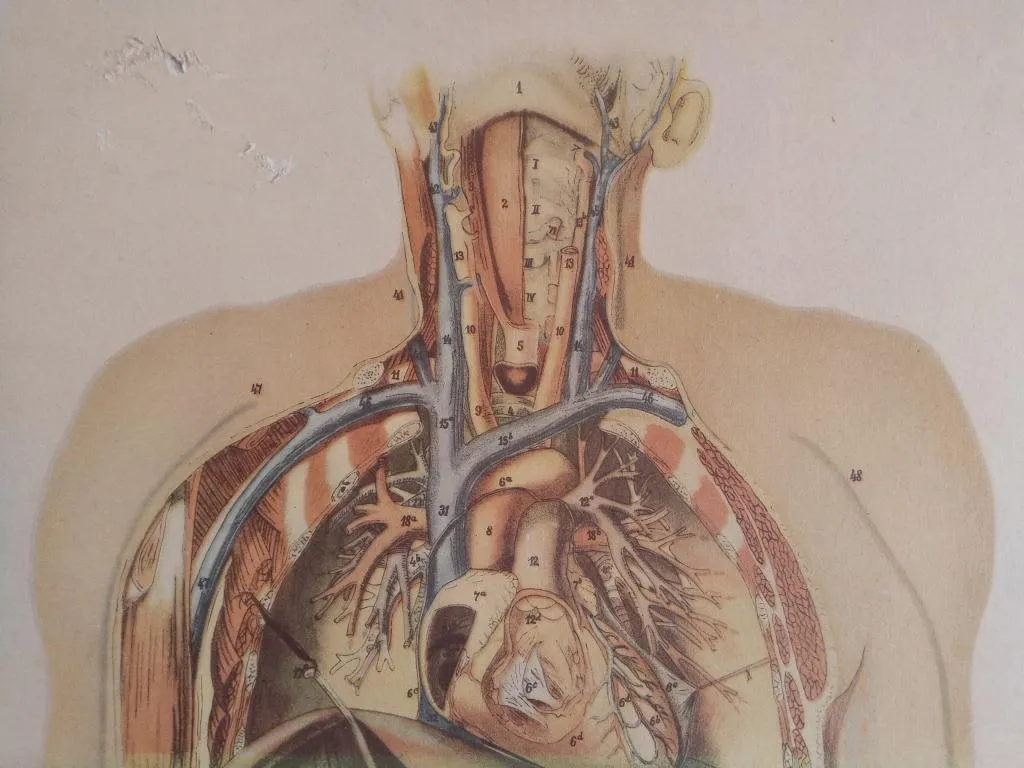 Vintage Medizinische Anatomie-Lernposter 1950er 8