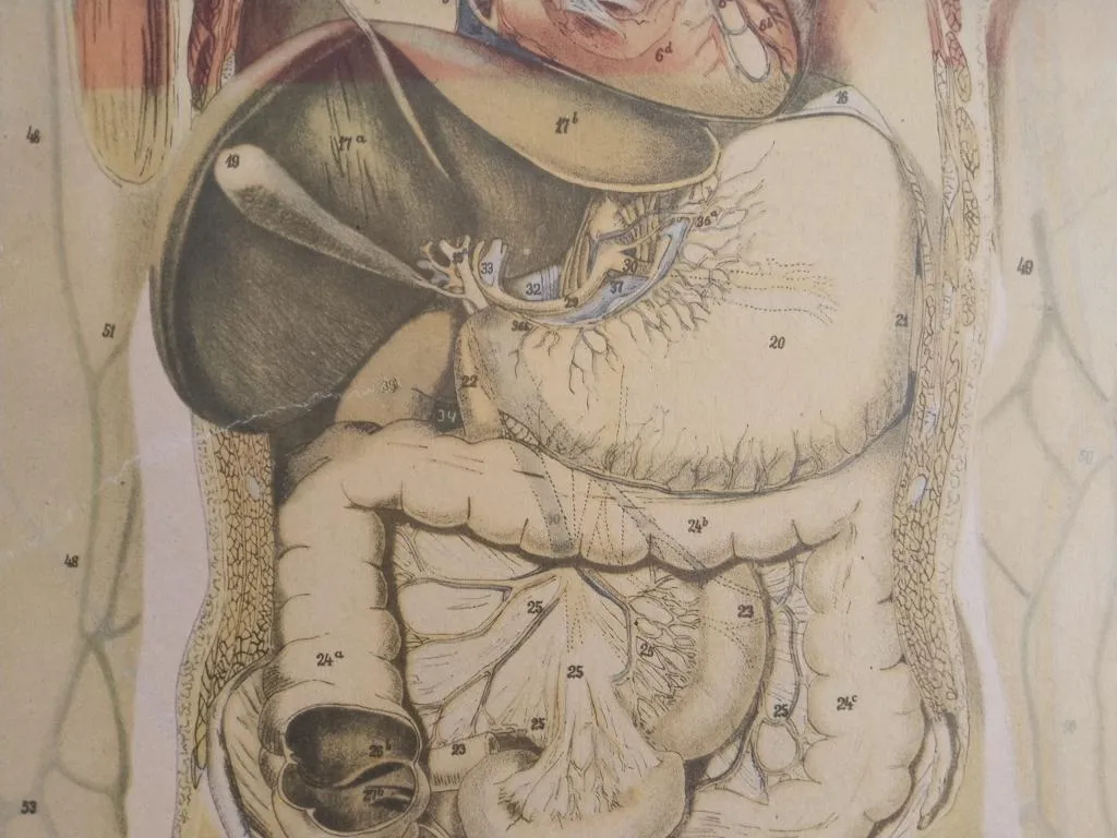Vintage Medizinische Anatomie-Lernposter 1950er 9