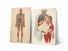 Vintage Medizinische Anatomie-Lernposter 1950er